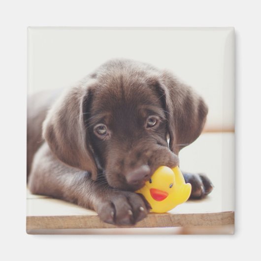 Aimant Chocolat Labrador Chiot Avec Canard De Jouet (Devant)