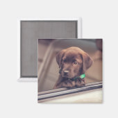 Aimant Chocolat Labrador Chiot En Voiture (Recto/Verso)
