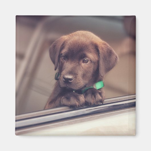 Aimant Chocolat Labrador Chiot En Voiture (Devant)