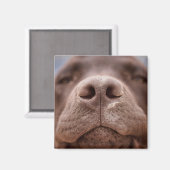 Aimant Chocolat Labrador Closeuse du nez (Recto/Verso)