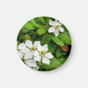 Aimant Choisya Ternata