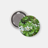 Aimant Choisya Ternata (Recto/Verso)