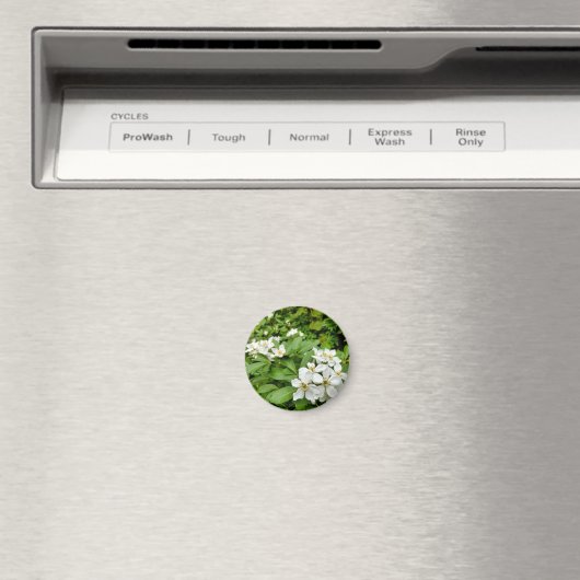 Aimant Choisya Ternata (In Situ (Lave-vaisselle))