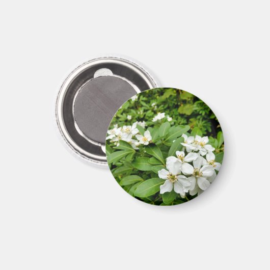 Aimant Choisya Ternata (Recto/Verso)