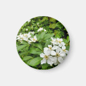 Aimant Choisya Ternata (Devant)