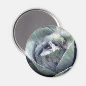 Aimant chou pourpre (Recto/Verso)