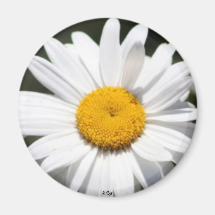 Aimant Chouchou de marguerite