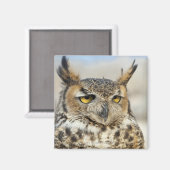 Aimant Chouette à cornes (Bubo virginianus), captive (Recto/Verso)