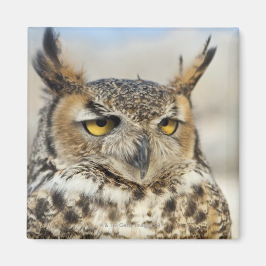 Aimant Chouette à cornes (Bubo virginianus), captive (Devant)