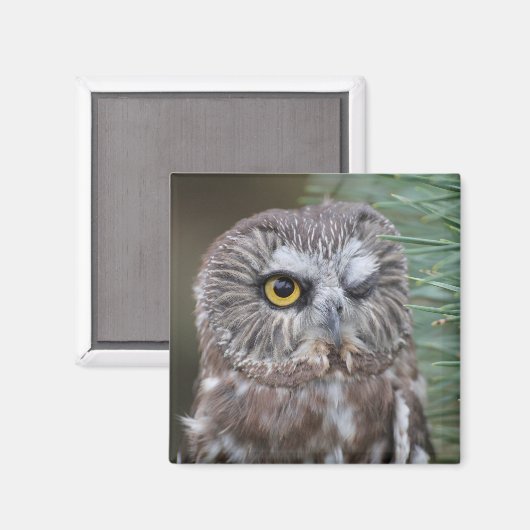 Aimant Chouette à mâchoires (Recto/Verso)