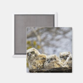 Aimant Chouette à quatre cornes (Bubo Virginianus) (Recto/Verso)