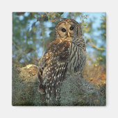 Aimant Chouette barrée dans une mousse espagnole (Devant)