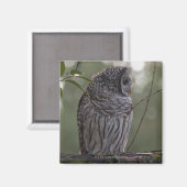Aimant Chouette barrée juvénile (Strix varia) 2 (Recto/Verso)