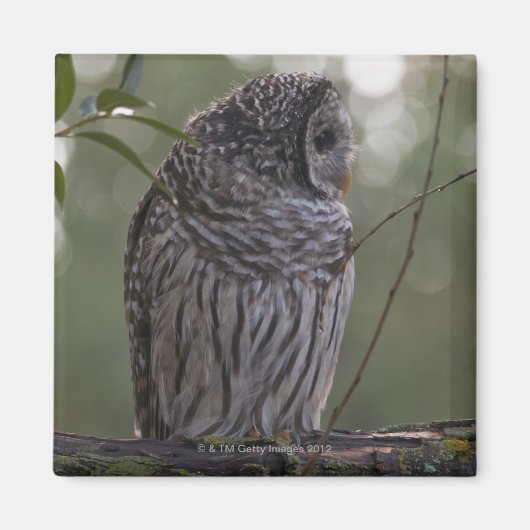Aimant Chouette barrée juvénile (Strix varia) 2 (Devant)