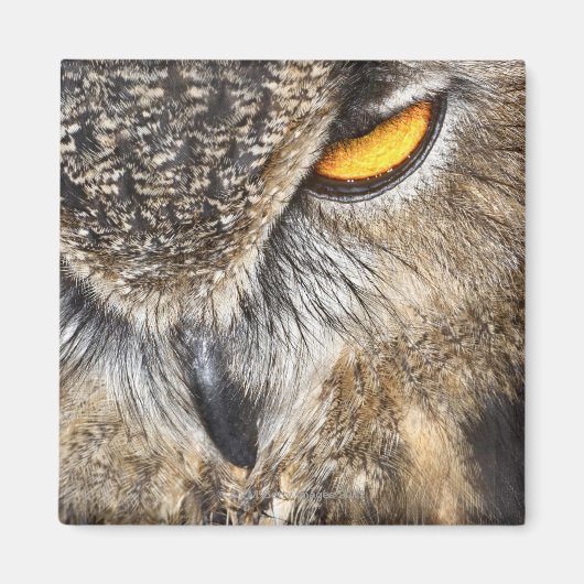 Aimant Chouette d'aigle d'Eurasie (Bubo bubo) (Devant)