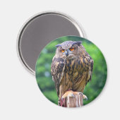 Aimant Chouette d'aigle eurasien (Recto/Verso)