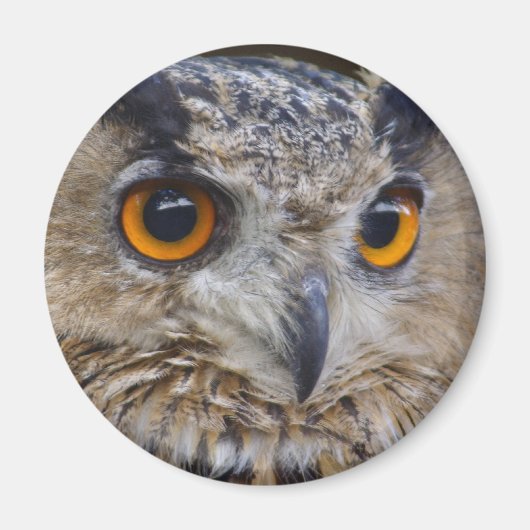 Aimant Chouette d'aigle eurasien (Devant)