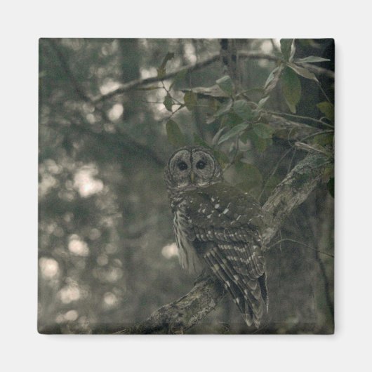 Aimant Chouette dans la forêt (Devant)