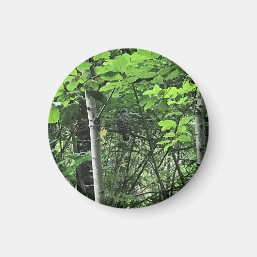 Aimant Chouette dans les arbres, Oregon (Devant)