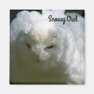 Aimant Chouette des neiges