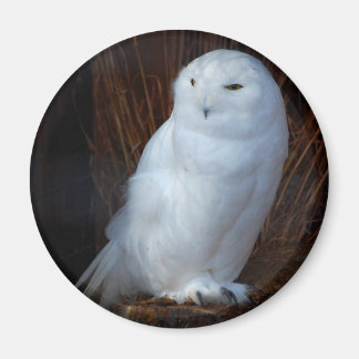 Aimant Chouette des neiges