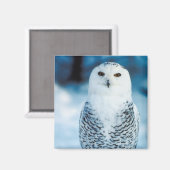 Aimant Chouette des neiges (Recto/Verso)