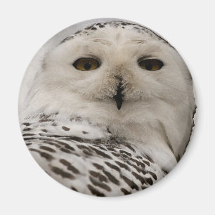 Aimant chouette enneigée