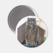 Aimant Chouette étoilée (Recto/Verso)