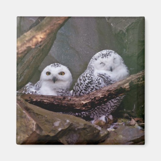 Aimant Chouette Harfang Couple Art Bois Faune (Devant)
