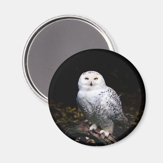 Aimant Chouette hivernale majestueuse (Recto/Verso)