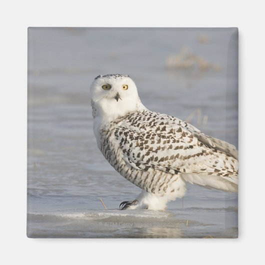 Aimant Chouette neigeuse debout sur la glace, la queue d' (Devant)