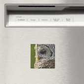 Aimant Chouette rayée, Strix varia, Michigan (In Situ (Lave-vaisselle))