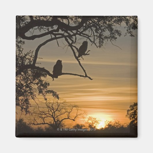 Aimant Chouettes géantes (Bubo lacteus) silhouette à (Devant)