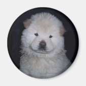 Aimant Chow Chow Crème Bébé (Devant)