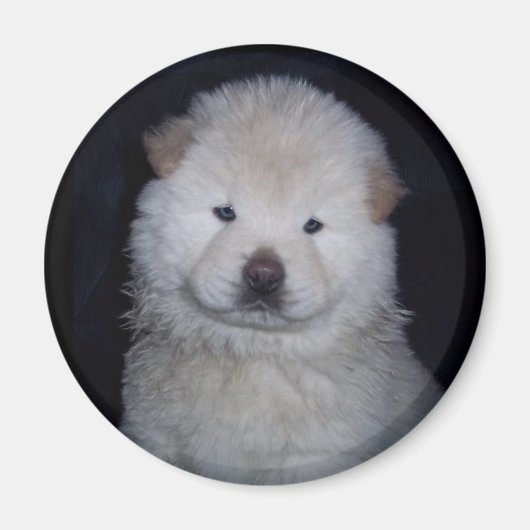 Aimant Chow Chow Crème Bébé (Devant)