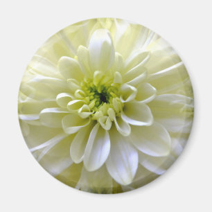 AIMANT CHRYSANTHÈME