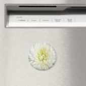 Aimant Chrysanthème blanc (In Situ (Lave-vaisselle))
