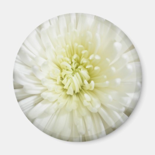 Aimant Chrysanthème blanc (Devant)