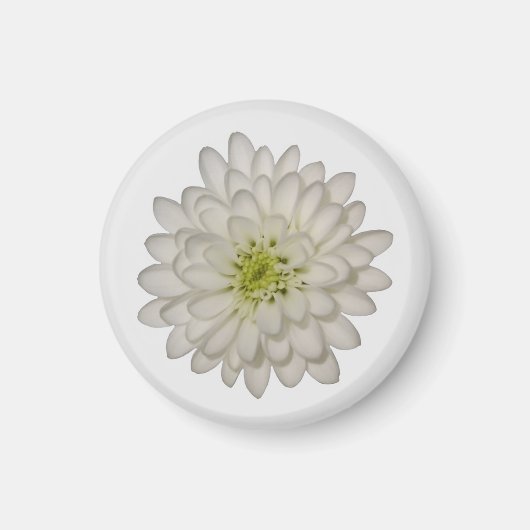 Aimant Chrysanthème Blanc (Devant)