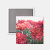 Aimant Chrysanthèmes doux (Recto/Verso)