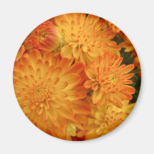 Aimant Chrysanthèmes orange Fire (Devant)