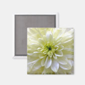 AIMANT CHRYSANTHEMUM (Recto/Verso)