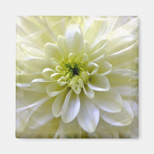 AIMANT CHRYSANTHEMUM (Devant)