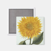 Aimant Chrysanthemum Indicum from 'Pythanthoza Iconograph (Recto/Verso)