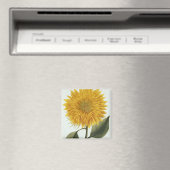 Aimant Chrysanthemum Indicum from 'Pythanthoza Iconograph (In Situ (Lave-vaisselle))