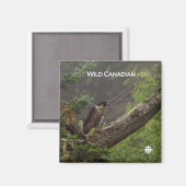 Aimant Chute - Faucon pèlerin (Recto/Verso)