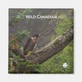 Aimant Chute - Faucon pèlerin (Devant)