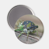 Aimant Cicada (Recto/Verso)