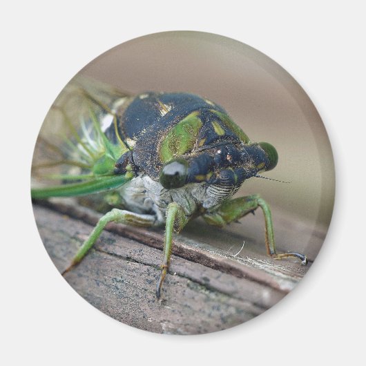 Aimant Cicada (Devant)