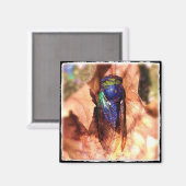 Aimant Cicada (Recto/Verso)